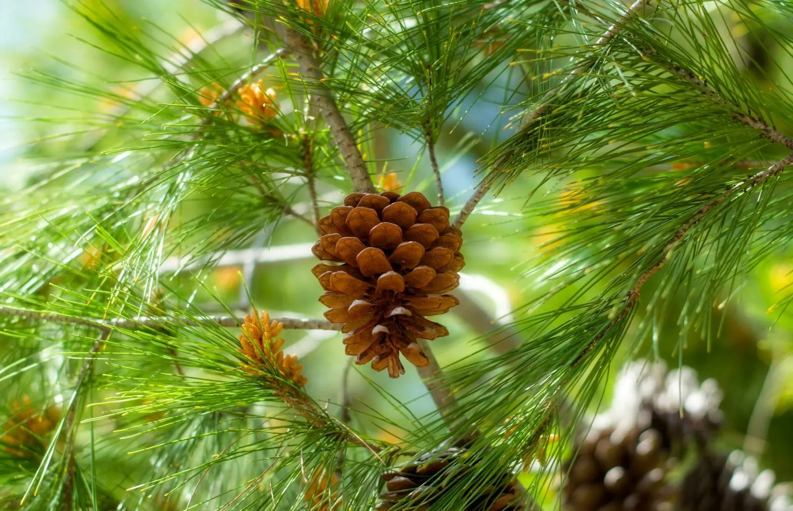 Pinecone and needles on a sunlit pine branch